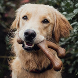 Wishbone Durable Dog Chew Toy