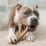 Wishbone Durable Dog Chew Toy